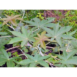 Castorbean (Ricinus communis)