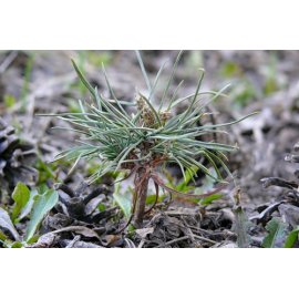 50 cedar seeds for free