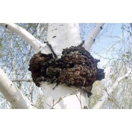 Chaga (Birch mushroom), 100 g