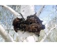 Chaga (Birch mushroom), 0.45 kg