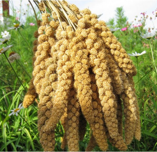 Siberian millet (green foxtail) seeds heirloom, nongmo, organic
