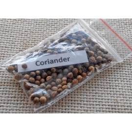 Coriander