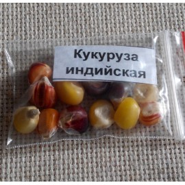 Corn Indian vericolored