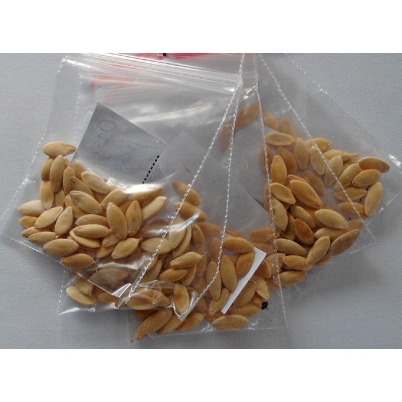 Cucumber "Fontanelle" seeds, heirloom, nongmo, organic