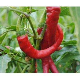 Hot peper "Eagle Claw"