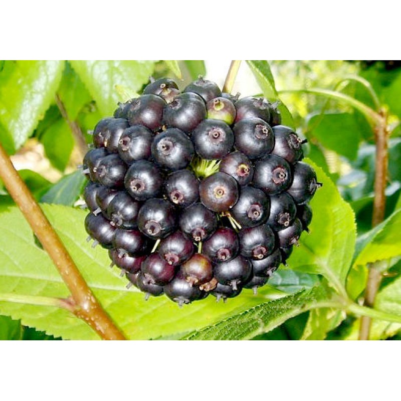 Siberian Ginseng, 10 berries