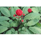 Ginseng seeds, (5 in a pack)