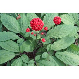Ginseng seeds, (5 in a pack)