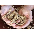 Ginseng roots, 10 g