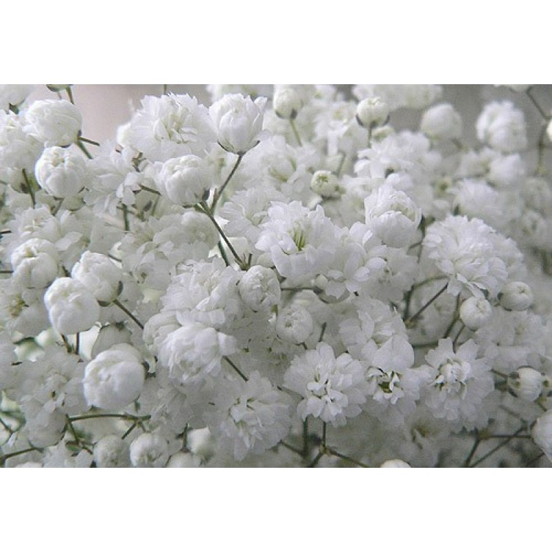 Gypsophila white flower seeds, natural, organic
