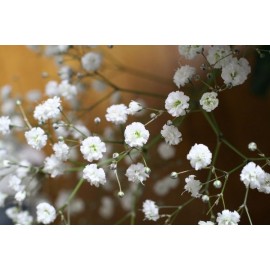 Gypsophila white