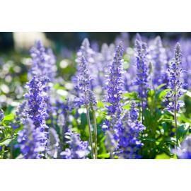 Hyssop