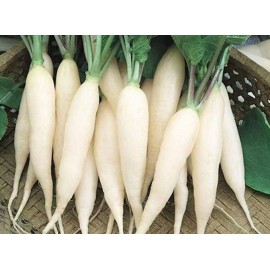 Radish Icicle