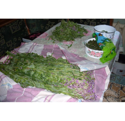 Ivan-Chai, green, 50 g