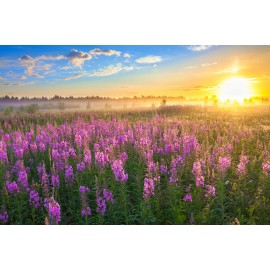 Granulated Ivan-Chai / flowers