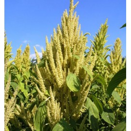 Amaranth Kharkovskiy