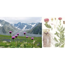 Maral root, bulk, raw, 50g