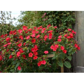Mirabilis red