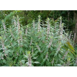 Motherwort