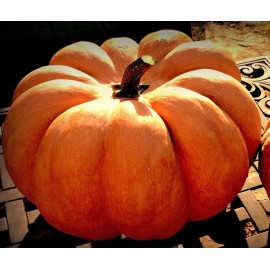 Pumpkin musquee de provence