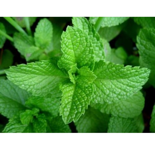 Pepermint plant