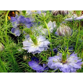 Nigella (black cumin)