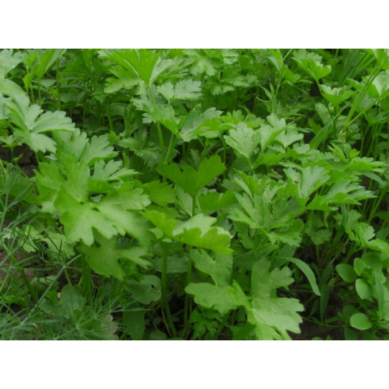 Parsley root seeds, heirloom, nongmo, organic