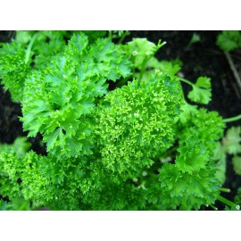 Parsley curly-leaf