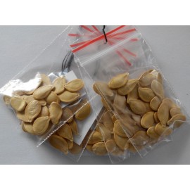 Squash (patisson) yellow