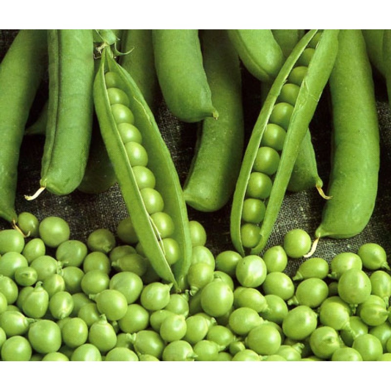 Sugar pea (raw food), heirloom, nongmo, organic
