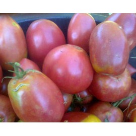 Tomato "Pink Flamingo"