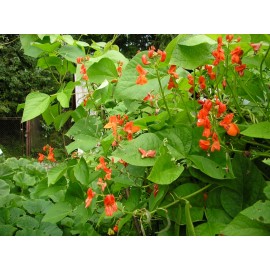 Red beans climbing