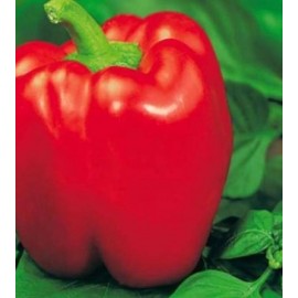 Sweet pepper "Red Cube"