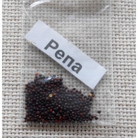 Turnip Petrovskaya yellow