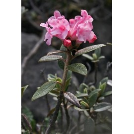 Granulated Ivan-Chai / herb mix # 5