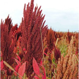Amaranth SAM
