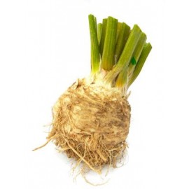 Celery root