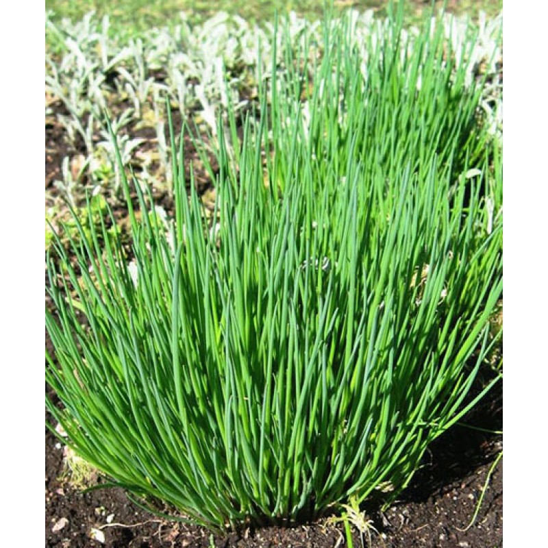 Onion chives seeds, heirloom, nongmo, organic