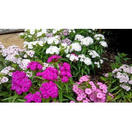 Sweet-william (dianthus barbatus)