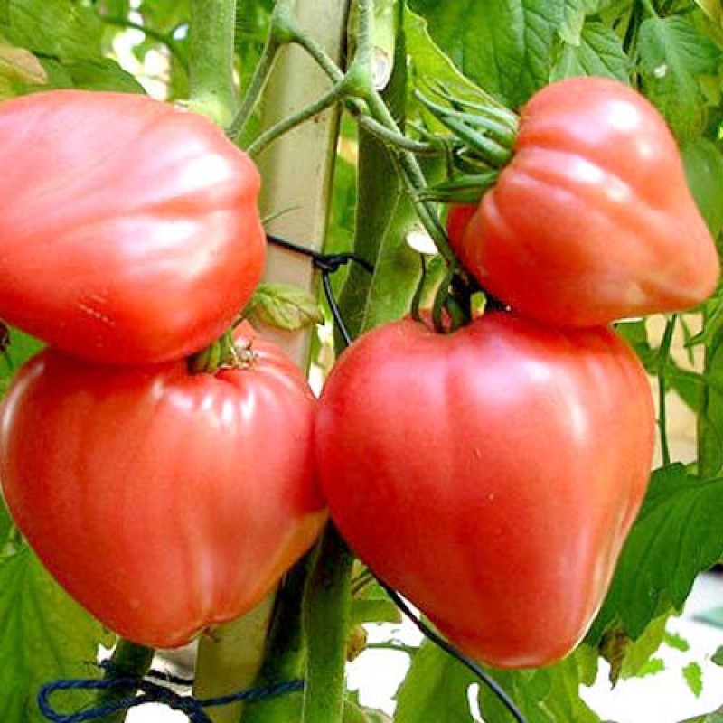 Pomodoro Cuore Di Bue Coeur De Boeuf 500 Semi A 500 Grammi - Foto 5