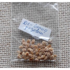 Tomato De-barao, pink