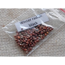 Winter radish black