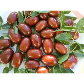 Jujube (zizyphus)