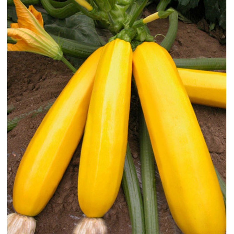 Zucchini yellow seeds, heirloom, nongmo, organic