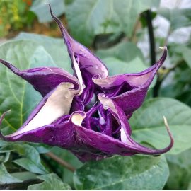 Ballerina purple (Datura)