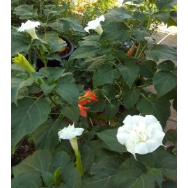 Ballerina yellow (Datura)