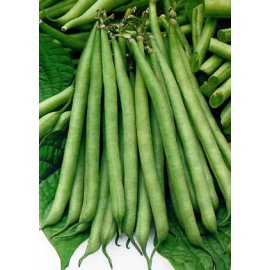 Beans Spring miracle