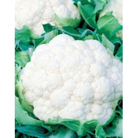 Сauliflower Snow Ball