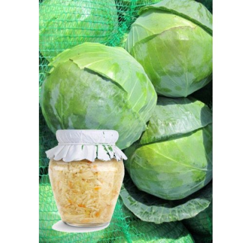 Cabbage pickling