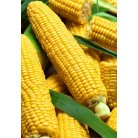 Corn early gourment